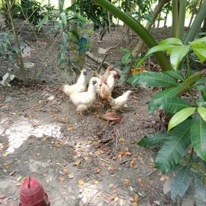 Very good and docile, strong-looking and very beautiful