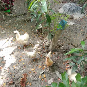 Very good and docile, strong-looking and very beautiful