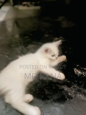 ১-৩ মাস বয়সী ফিমেল পিওরব্রেড পার্সিয়ান
