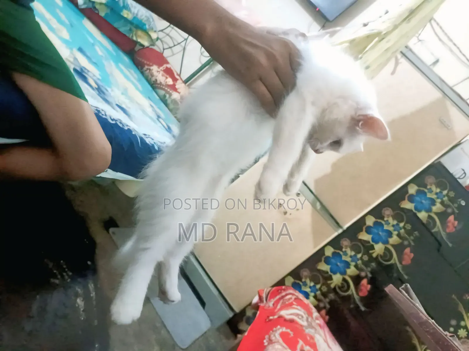 ১-৩ মাস বয়সী ফিমেল পিওরব্রেড পার্সিয়ান