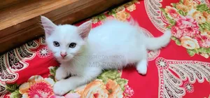 ১-৩ মাস বয়সী ফিমেল পিওরব্রেড পার্সিয়ান