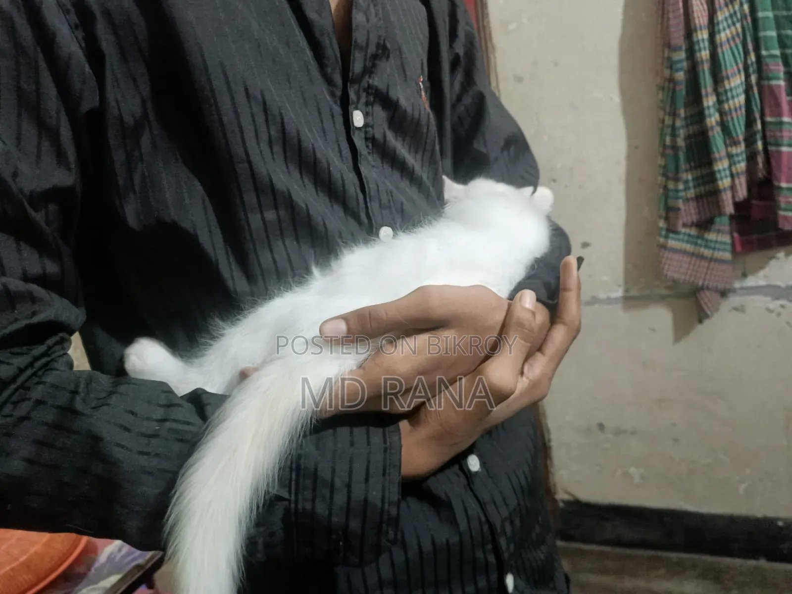 ১-৩ মাস বয়সী ফিমেল পিওরব্রেড পার্সিয়ান