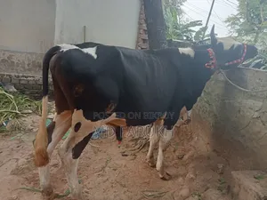 Two Bull Cows for Sale