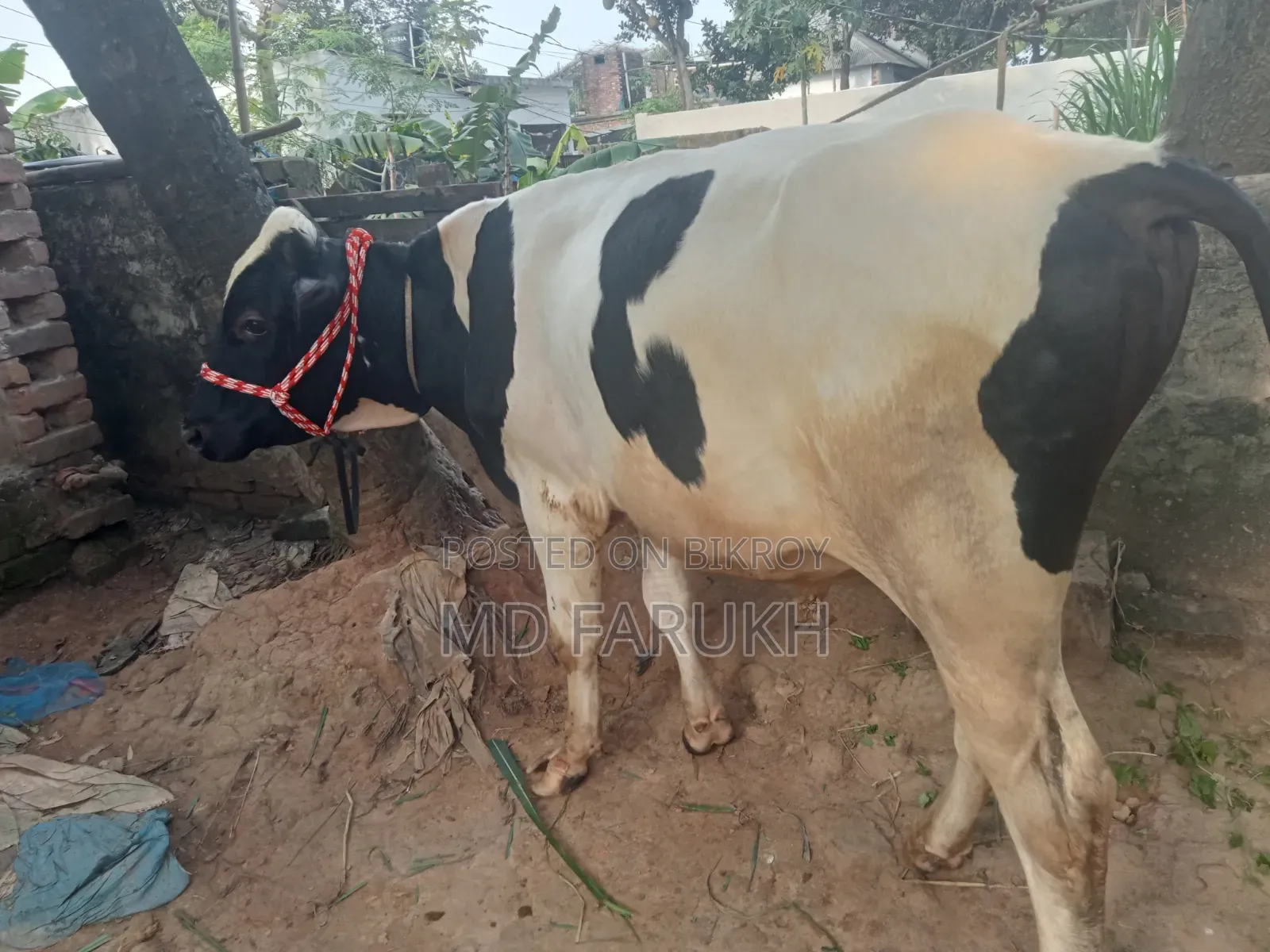 Two Bull Cows for Sale