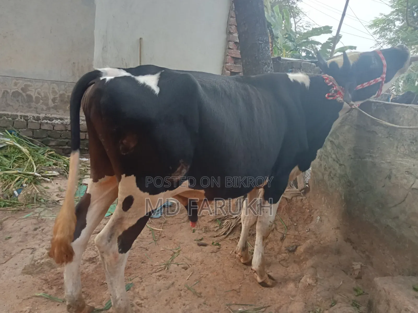 Two Bull Cows for Sale