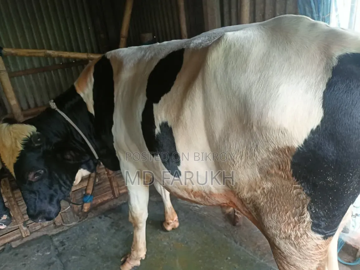Two Bull Cows for Sale