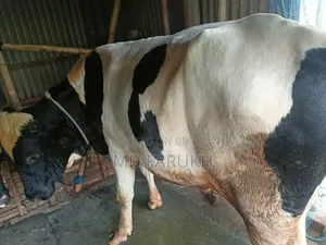 Two Bull Cows for Sale
