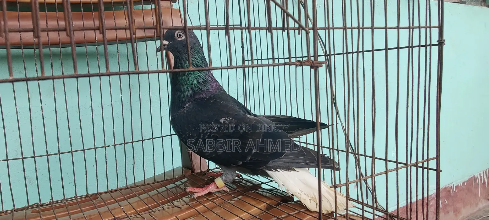 Pigeons for sale