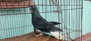 Pigeons for sale
