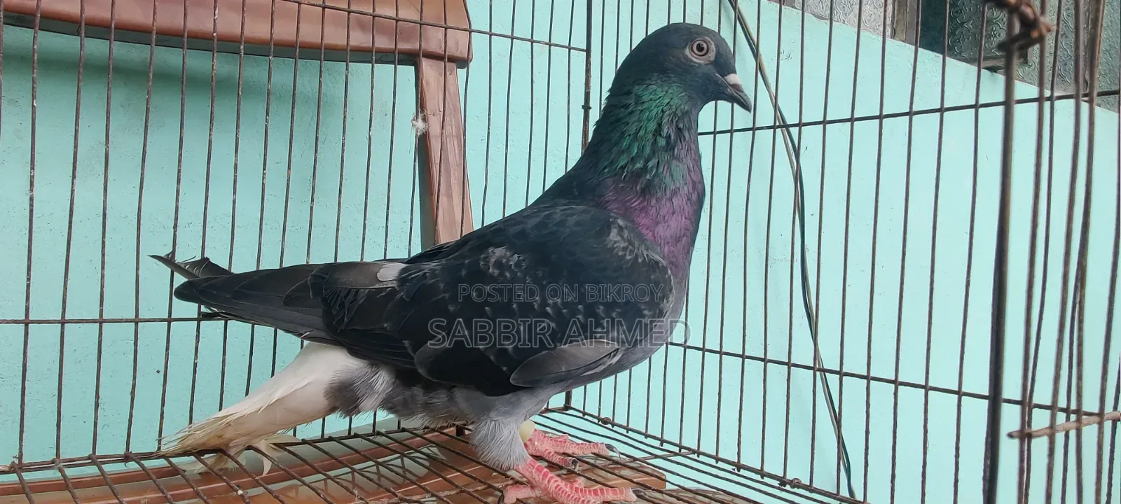 Pigeons for sale
