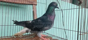 Pigeons for sale