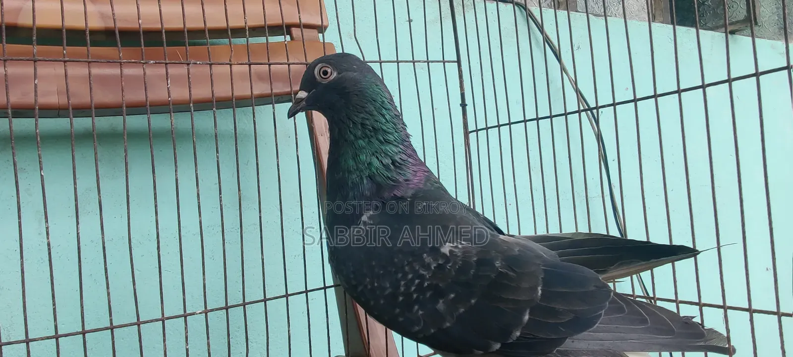 Pigeons for sale