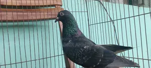 Pigeons for sale