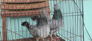 Pigeons for sale