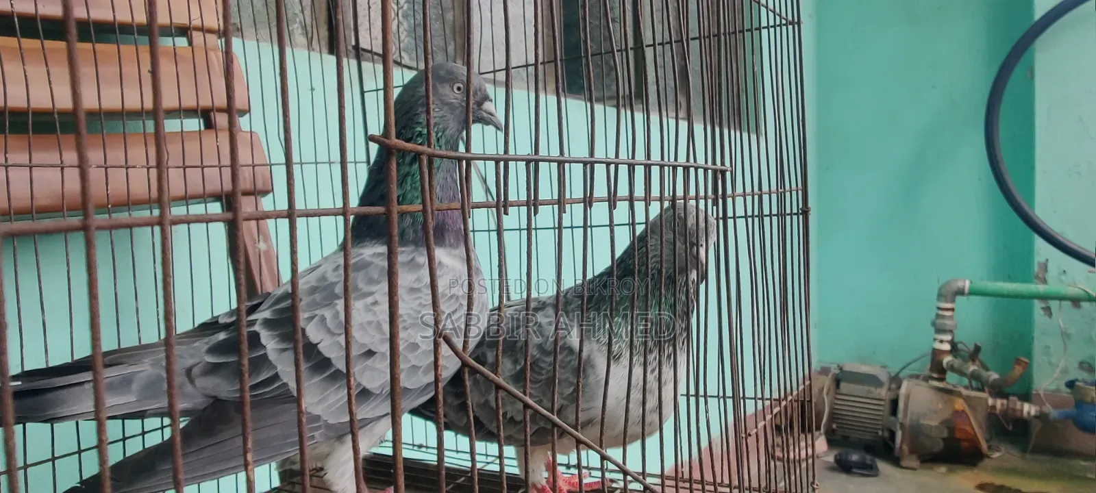 Pigeons for sale