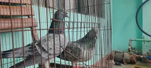 Pigeons for sale