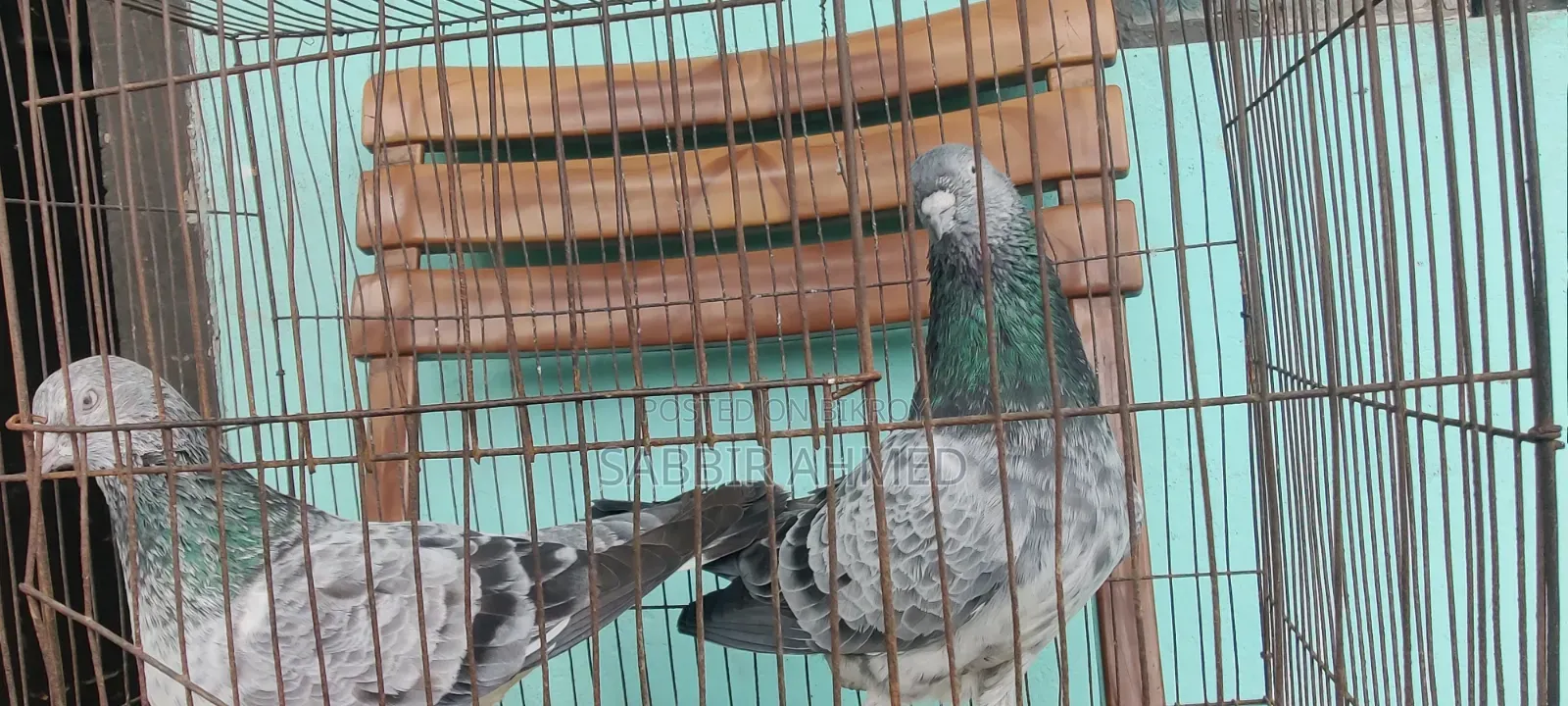 Pigeons for sale