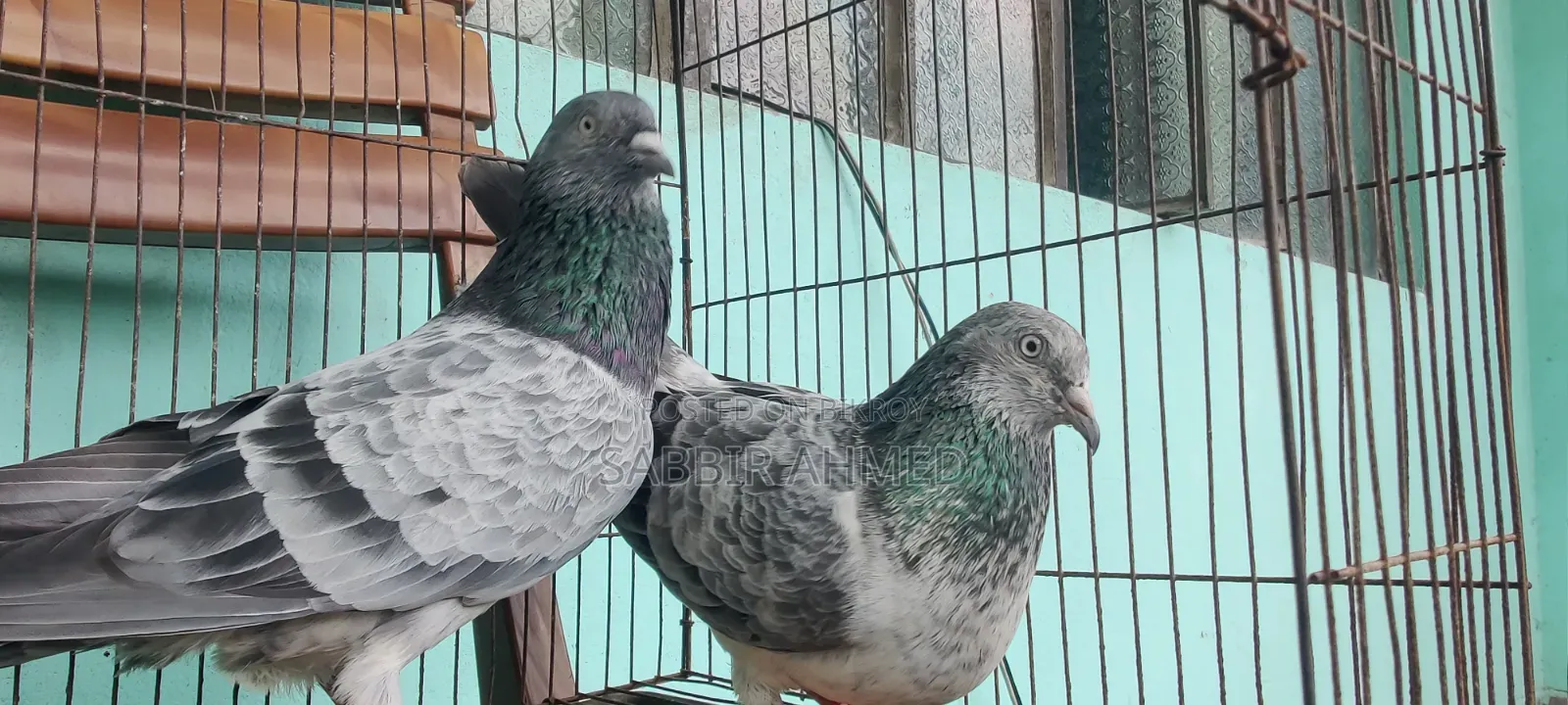 Pigeons for sale