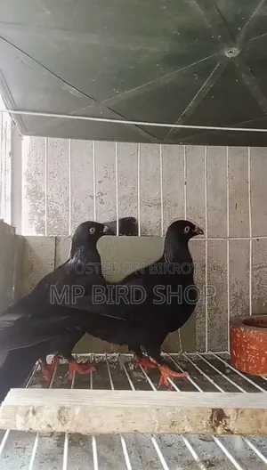Exhibition 2 Piece Female Pigeons