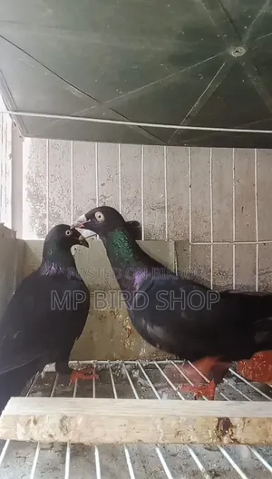 Exhibition 2 Piece Female Pigeons