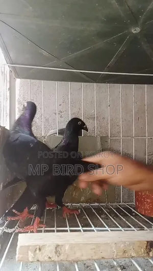 Exhibition 2 Piece Female Pigeons