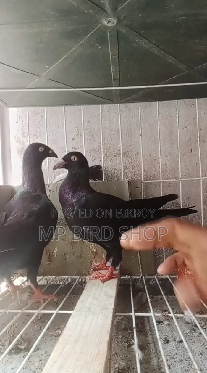 Exhibition 2 Piece Female Pigeons