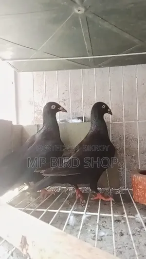 Exhibition 2 Piece Female Pigeons