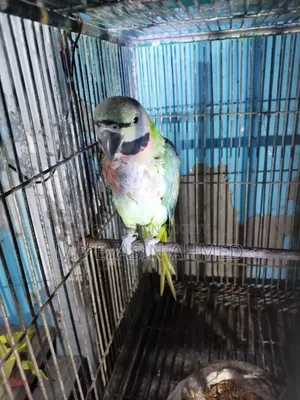 Parrot