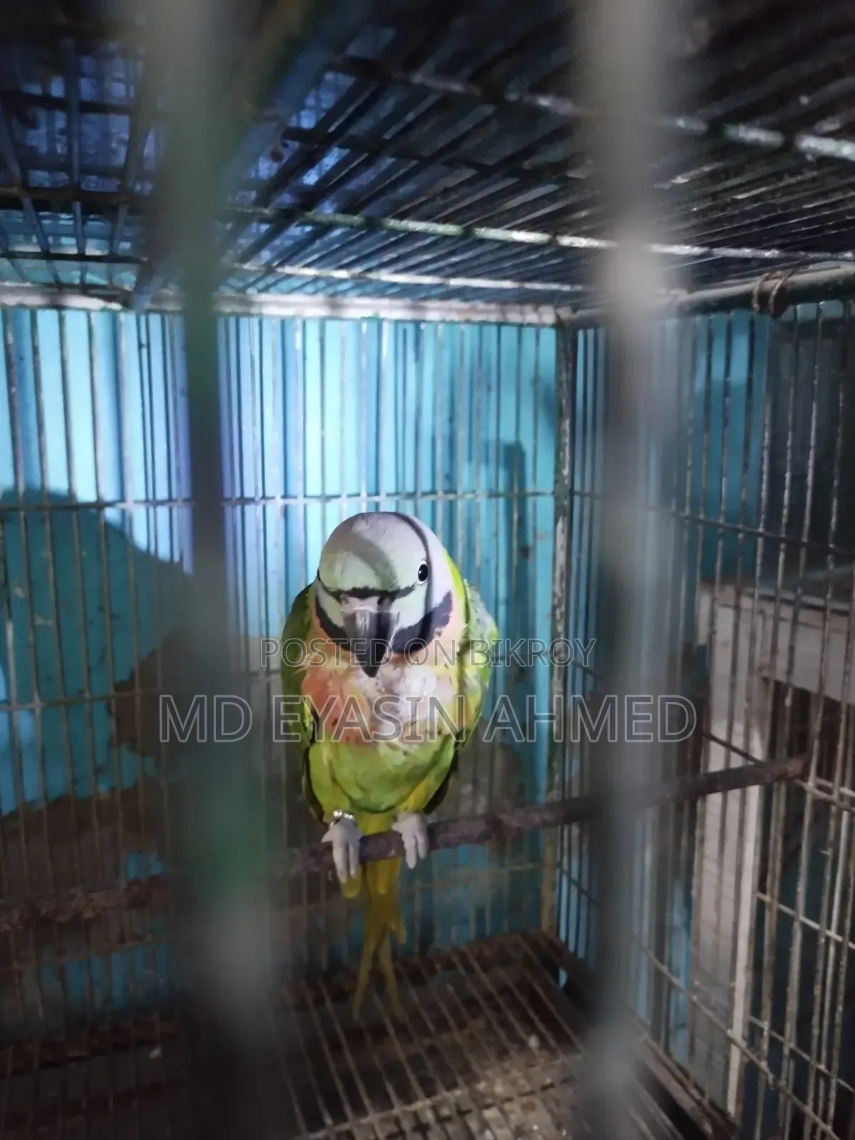 Parrot