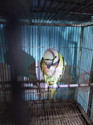 Parrot