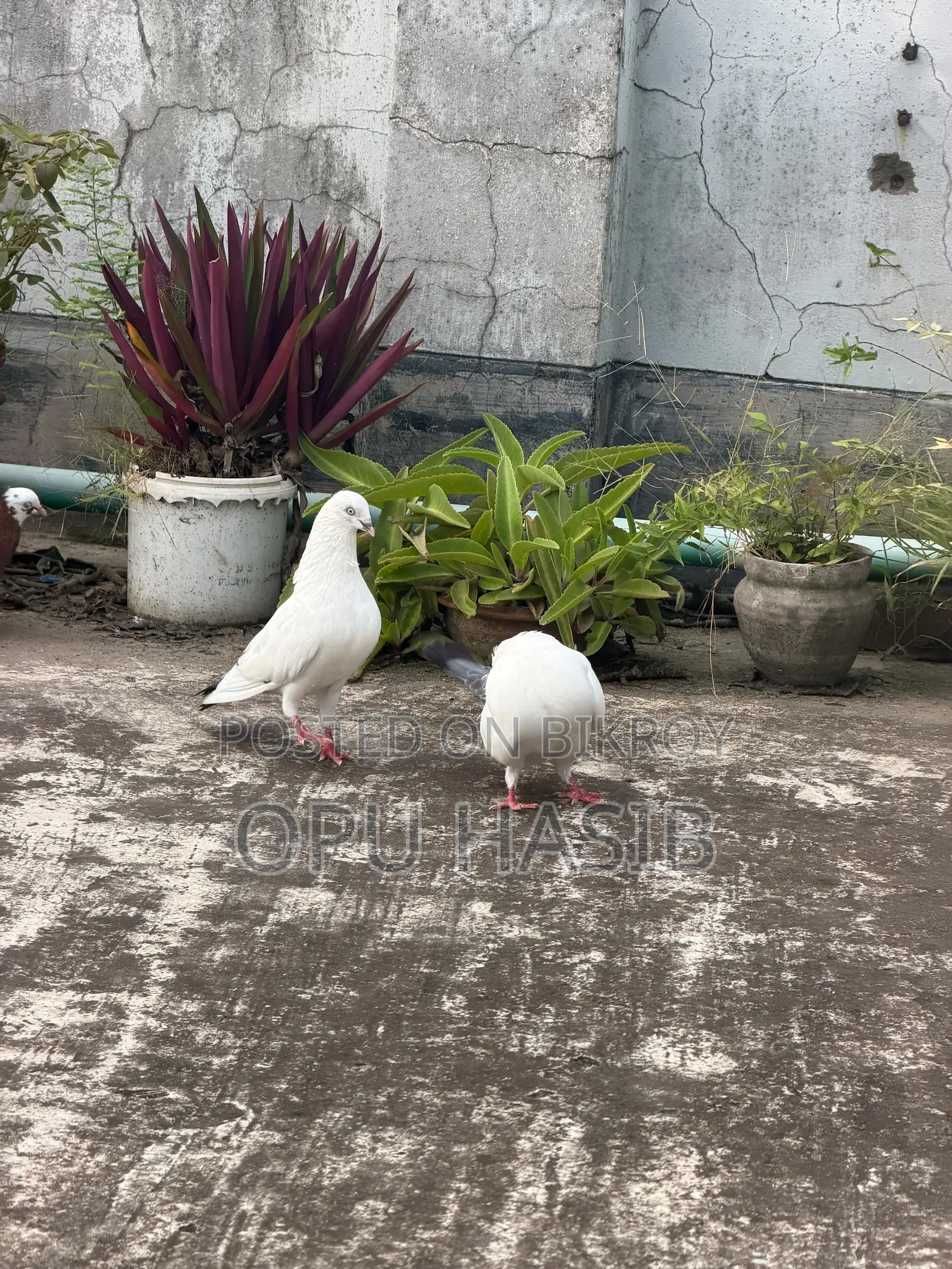 Running Kaldom Pigeon