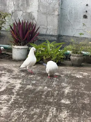Running Kaldom Pigeon