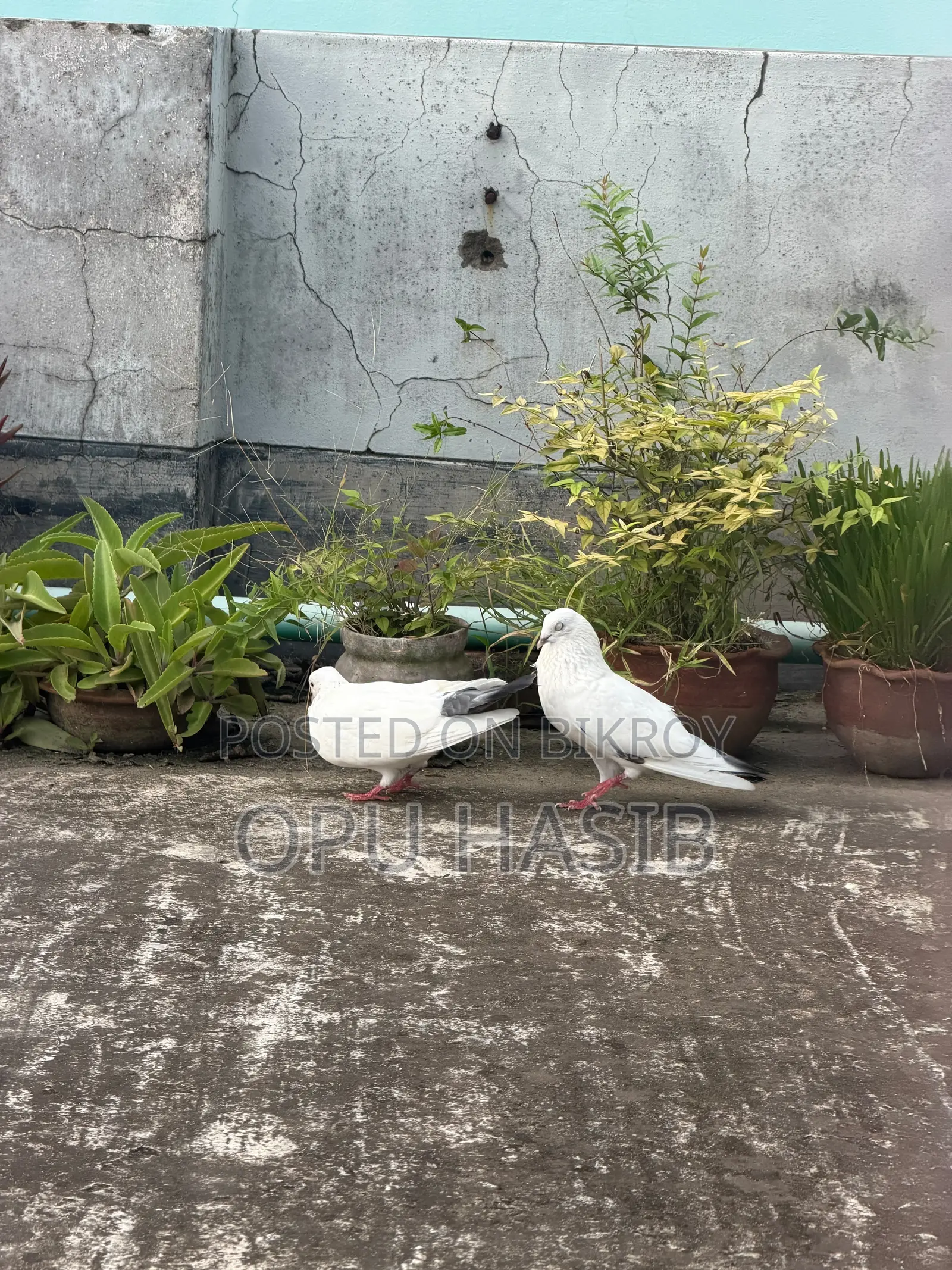 Running Kaldom Pigeon