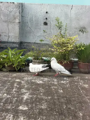 Running Kaldom Pigeon