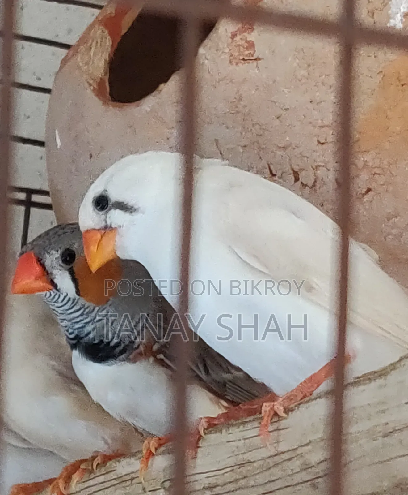 Finch Pair