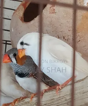 Finch Pair