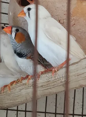 Finch Pair