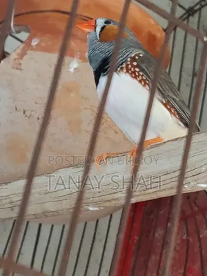 Finch Pair