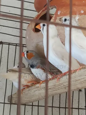 Finch Pair