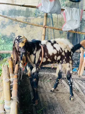 Rajasthani Totapuri Male Goat