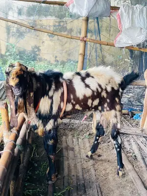রাজস্থানী তোতাপুরী মাদি ছাগল
