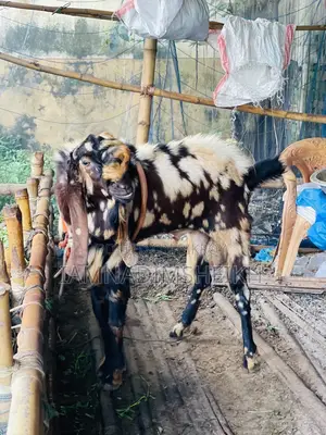 Rajasthani Totapuri Male Goat