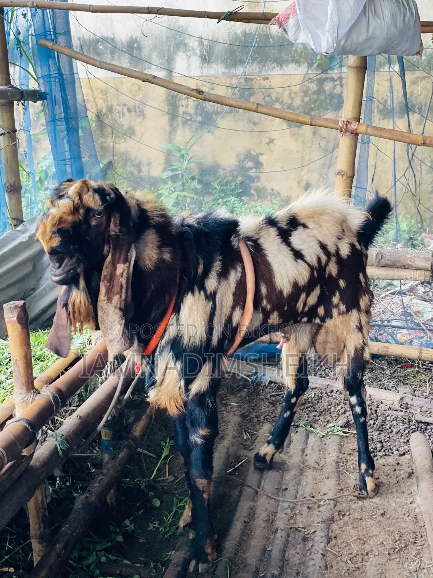 Rajasthani Totapuri Male Goat