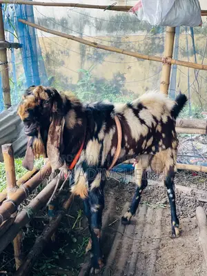 Rajasthani Totapuri Male Goat