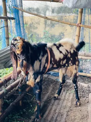 Rajasthani Totapuri Male Goat