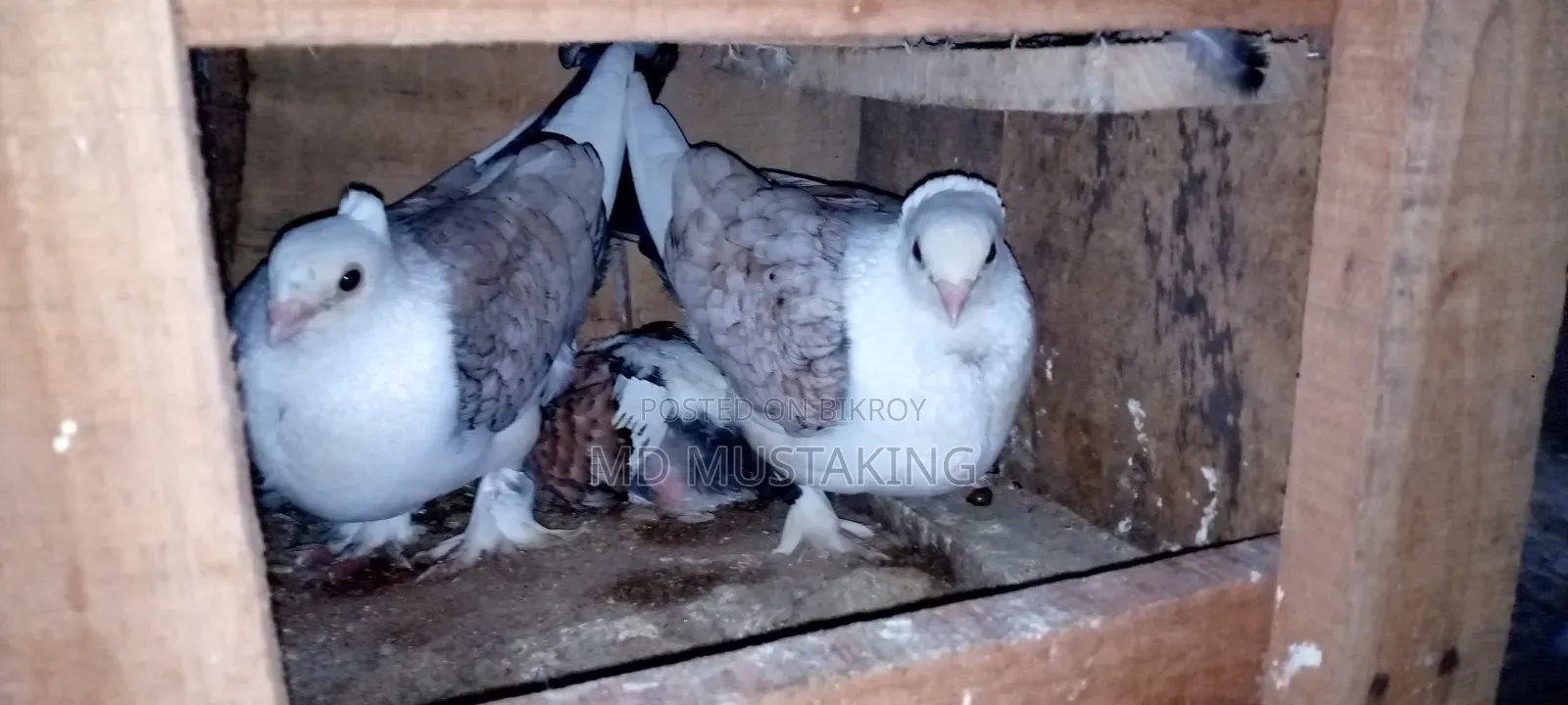 Jhorna Satin Pigeon