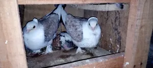 Jhorna Satin Pigeon