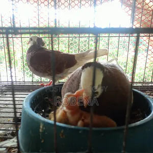 ৬ জোড়া রানিং কবুতর সেল হবে