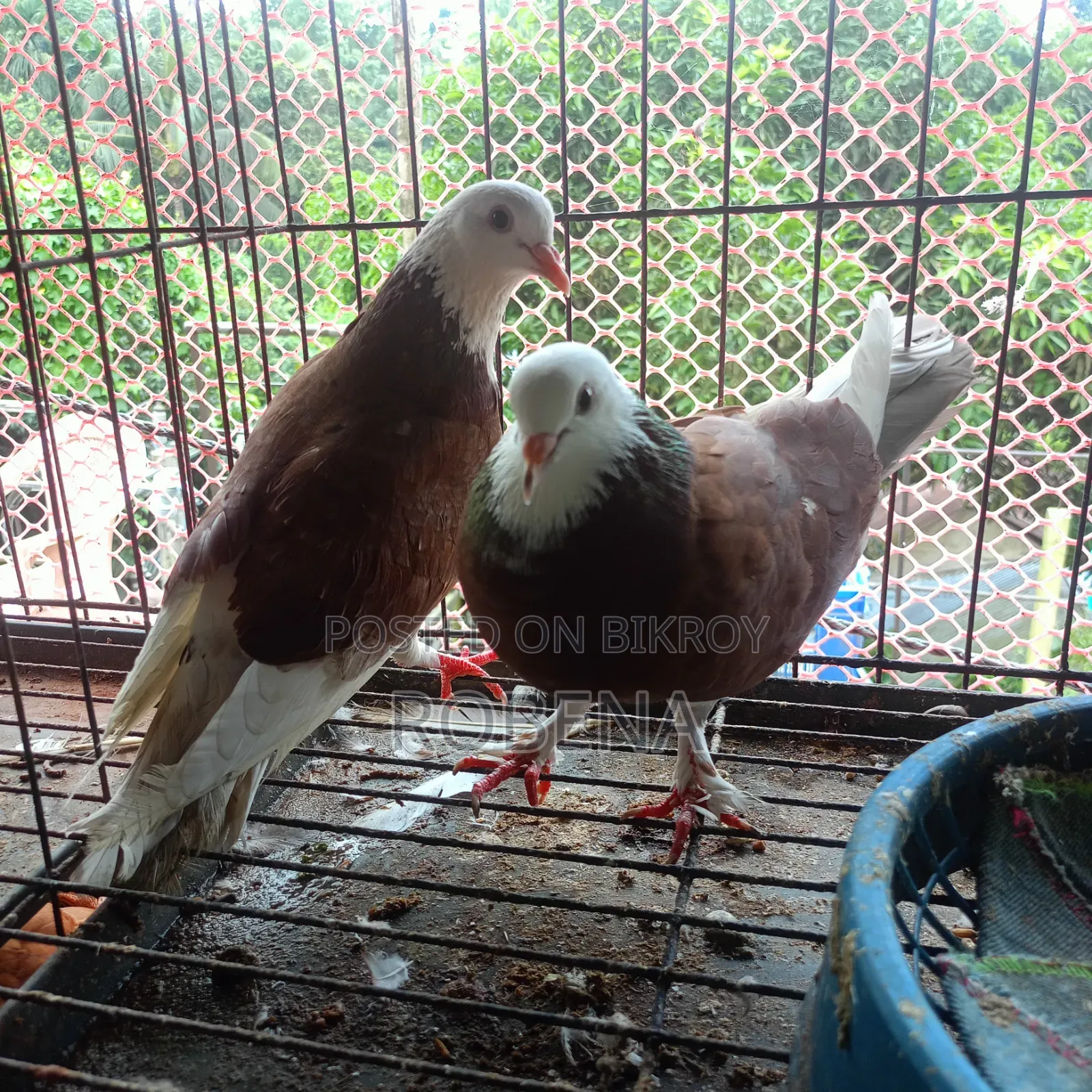 ৬ জোড়া রানিং কবুতর সেল হবে