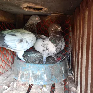 ৬ জোড়া রানিং কবুতর সেল হবে